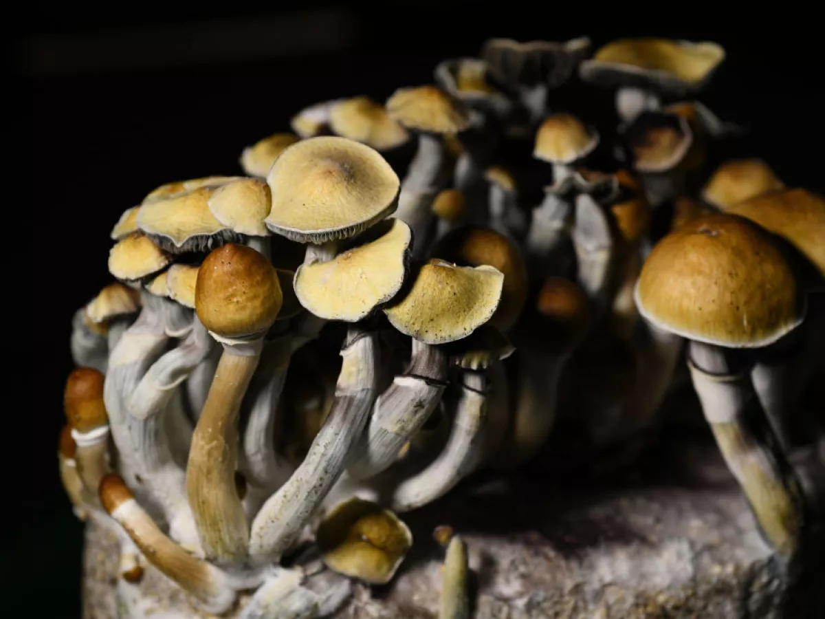 Psilocybin mushroom grown in Littleton, Colo. Use of the psychoactive drug is growing in popularity in the U.S.