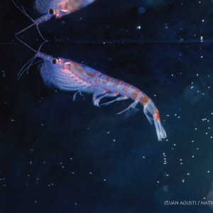 Antarctic krill, a shrimp-like crustacean, were found at a hydrothermal vent off the Antarctic Peninsula during the National Geographic and Rolex Perpetual Planet Southern Ocean Expedition in collaboration with the Schmidt Ocean Institute.