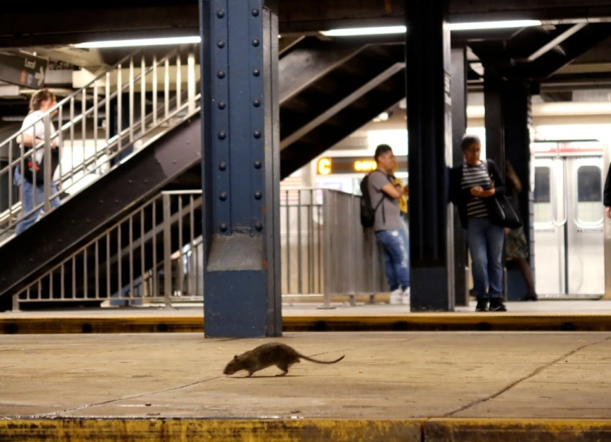Rats and people have long coexisted. Now research may find out a lot more about them