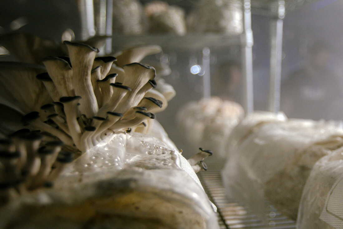 Mushrooms grow in a fruiting room inside a former hog barn retrofitted by the Faaborg family. The Faaborg family grows specialty mushrooms at 1100 Farm in central Iowa. Tyler Faaborg said the family makes their own mushroom blocks, which is cheaper than buying them. They're 50% soy hull; 50% hardwood pellets.