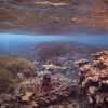 Pacific marine monuments lose environmental protections