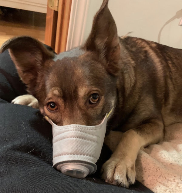 An Anchorage husky mutt, Charli, models part of her "apocalypse dog" outfit, which her owners say is still being assembled. (Courtesy Kelsey Schober)