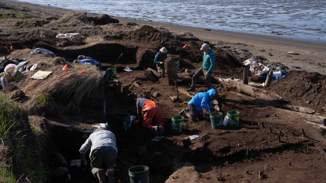 A crew of volunteer excavators and archaeologists search the soil for artifacts at the Nunalleq dig site on June 8, 2026.