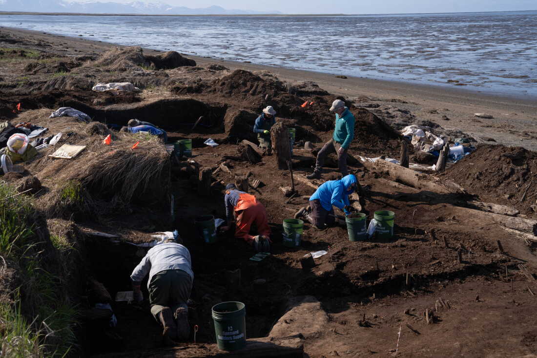 Volunteer excavators and archaeologists, many of them kneeling, search the soil for artifacts at the Nunalleq dig site.