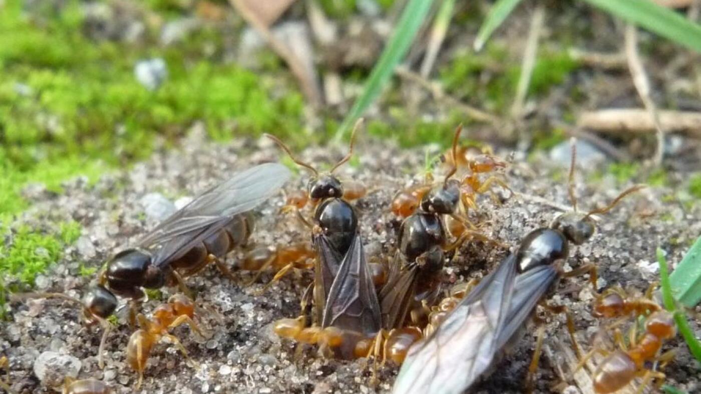 Why some ant colonies get tricked into killing their very own queens : NPR Why some ant colonies get tricked into killing their very own queens : NPR