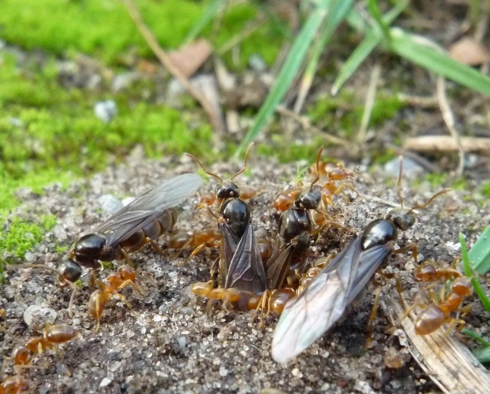 Why some ant colonies get tricked into killing their own queens Why some ant colonies get tricked into killing their own queens