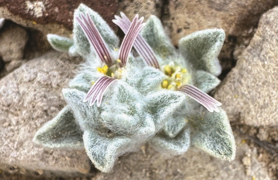 A close-up view of the wooly devil, a new species and genus identified in Big Bend National Park in Texas.