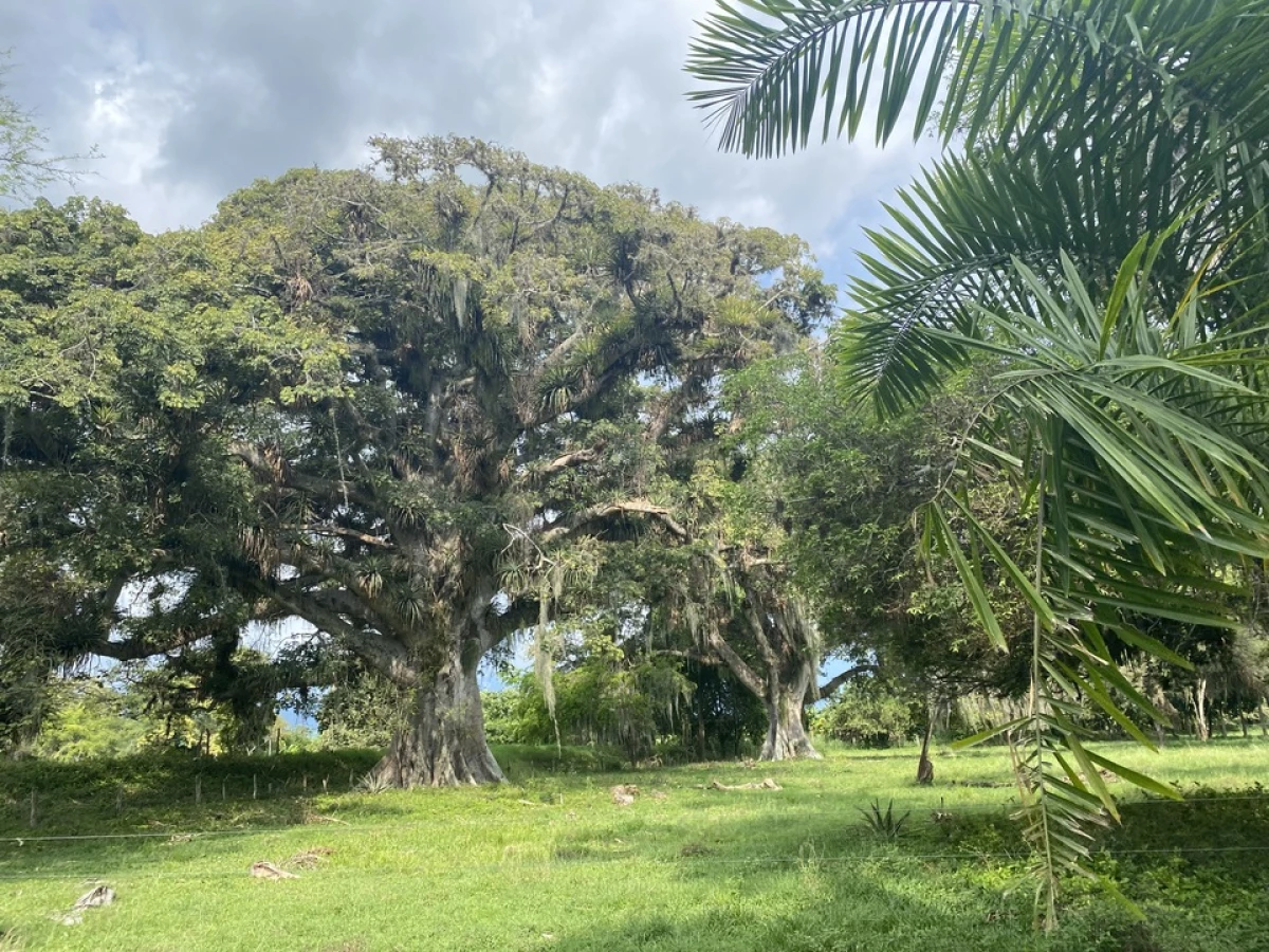 The lush trees at El Hatico provide shade to the animals and help keep the soil healthy.