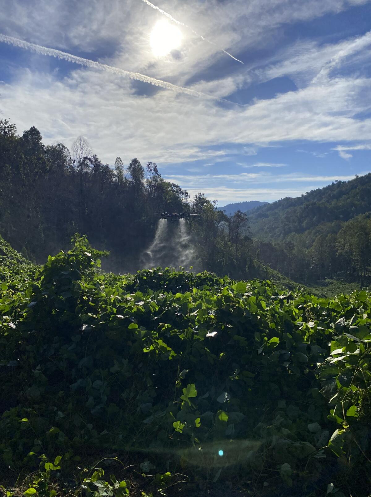 An herbicide-spraying drone douses a thicket of kudzu at one of Kentucky Fish and Wildlife's study sites last summer. Many sites like this are only accessible on foot or by air due to the vine's thickness and difficult terrain. Officials say drones like this can turn days or weeks of work into an afternoon.