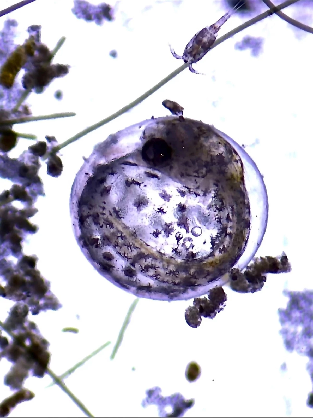 A baby Devils Hole pupfish developing in an egg in Ash Meadows Fish Conservation Facility.