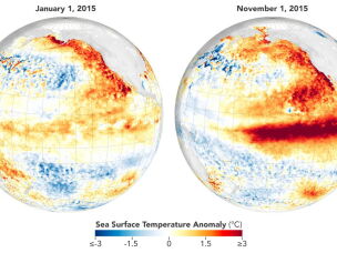 By November 2015, a powerful El Niño had developed, marked by abnormally warm ocean temperatures along the equator.