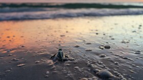 A loggerhead sea turtle hatchling makes its way toward the water on Keewaydin Island.
