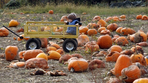 Pumpkin waste in landfills produces greenhouse gases methane and carbon dioxide.