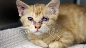 Law enforcement officials seized 62 cats and three dogs in raids on private homes in Bonham on Jan. 18. The animals were turned over to the SPCA of Texas.