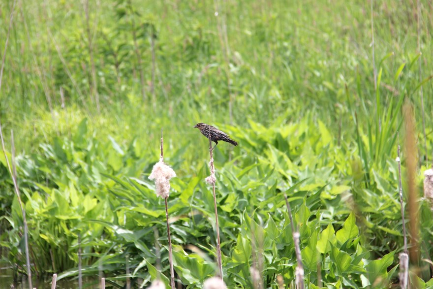 A brown bird perches on a tall, skinny branch in the middle of the photo, surrounded by a green wildlife area on a sunny day.