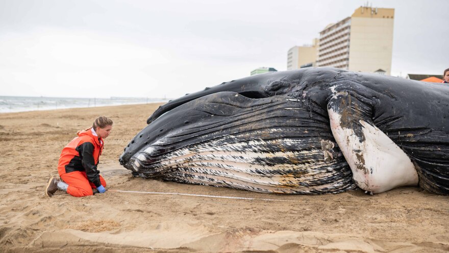 Virginia Aquarium officials assess a humpback that washed ashore at the Oceanfront in early March. (Photo courtesy of Virginia Aquarium)