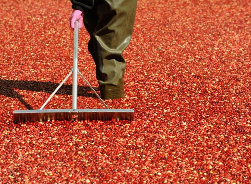 A worker stirs Ocean Spray cranberries in a bog set up in front of Rockefeller Center in October 2008. For decades, Susan Stamberg has managed to sneak her family's controversial cranberry relish recipe onto the air.