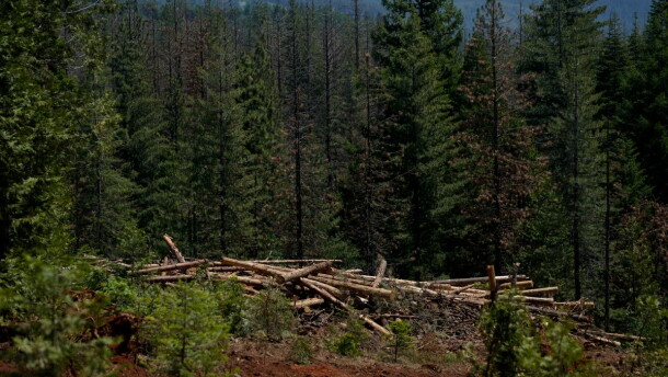 Cut down trees are visible at the site of a timber sale in the Tahoe National Forest, June 6, 2023, near Camptonville, Calif.