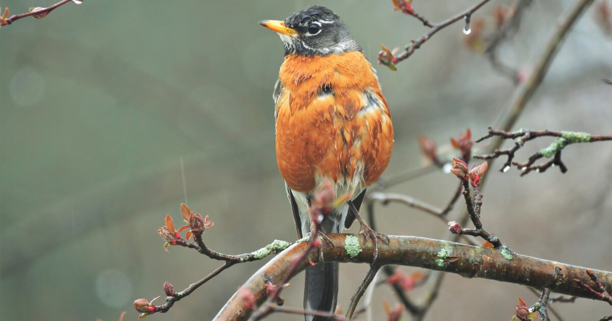 Why is the Robin Michigan’s state bird?