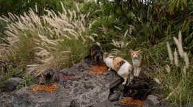 Stray cats gather to eat near the Kealakehe Transfer Station and Recycling Center, Dec. 2, 2025, in Kailua-Kona, Hawaiʻi.