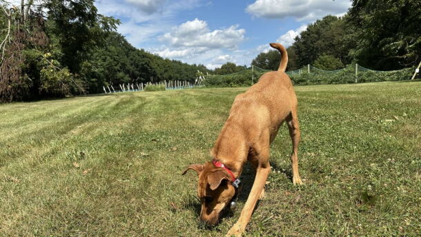 a brown Malinois mix dog sniffs grass in a field with blue sky