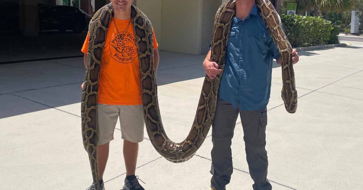 Record-breaking Burmese python is caught in Florida | WUSF