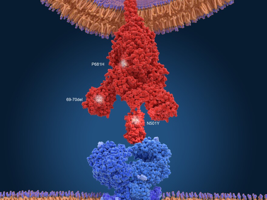 An illustration of the variant found in the United Kingdom. To infect a cell, the virus's spike protein (red) has to bind to a receptor on the cell's surface (blue). Mutations help the virus bind more tightly.