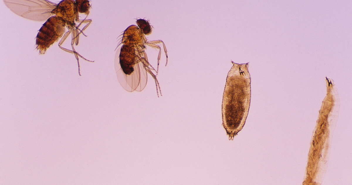 Boise Insects The first wiring map of an insect's brain hints at incredible ...
