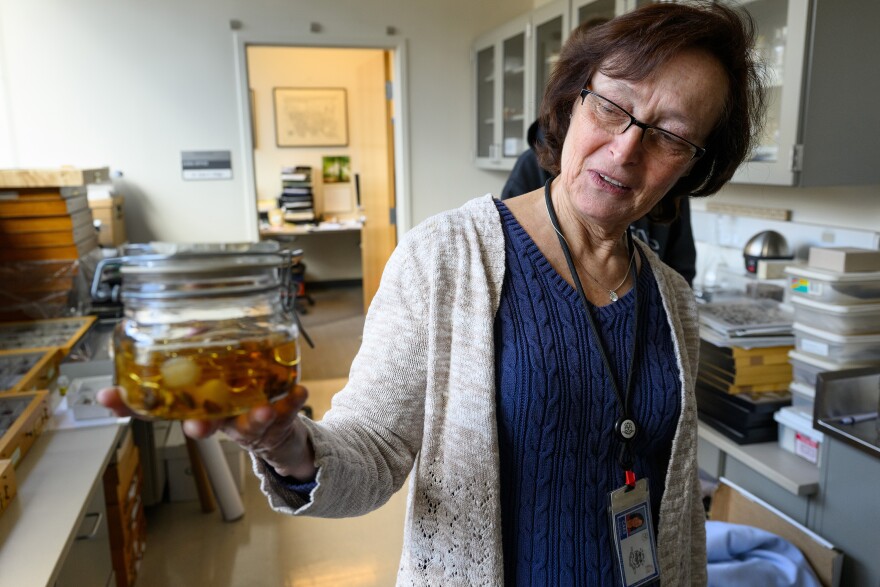 Entomologist Gale Ridge (right) holds up a jar of larval samples from the early 1800s stored in 200-year old French brandy as she shows different specimens preserved in their lab at the Connecticut Agricultural Experiment Station. (Ryan Caron King/Connecticut Public)