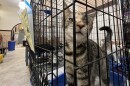 St. Cats & Dogs of Nay Aug Zoo will showcase adoptable cats Saturday.