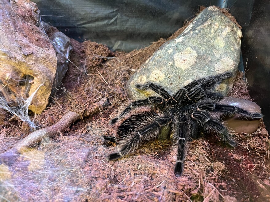 A Tasmanian Whip Spider inside the Grand Traverse Butterfly House and Bug Zoo.