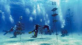 Volunteer divers and Rosenstiel School scientists collect healthy coral from the Paradise Reef nursery be planted on an adjacent reef on Friday, August 4, 2023.