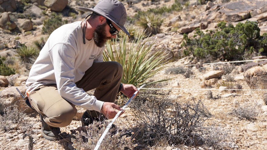 James Heintz of the University of California-Riverside maps out plant life in Joshua Tree National Park for a yearly census to see how the ecosystem is changing.