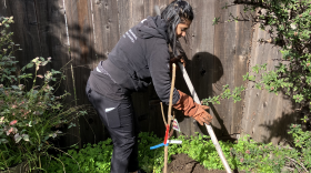 Shipra Kayan plants a tree in her backyard 