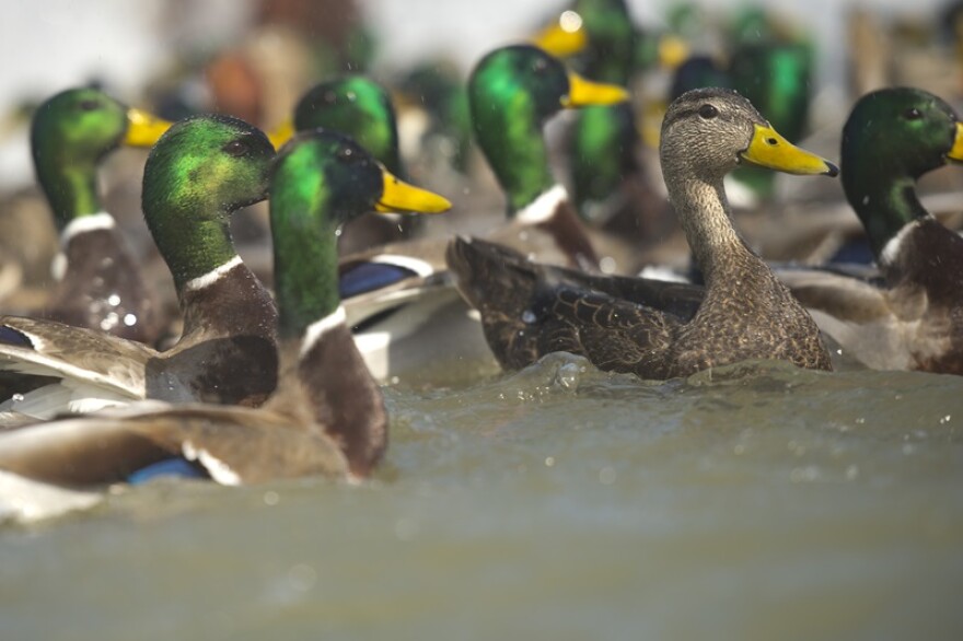 A state Fish and Wildlife Resources official says a "significant number" of ducks and geese being hunted during waterfowl season will have avian flu, which can be transmitted to humans and animals.