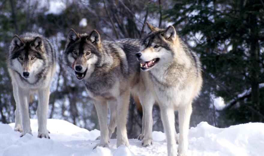 Three wolves stand in snow, facing the camera.