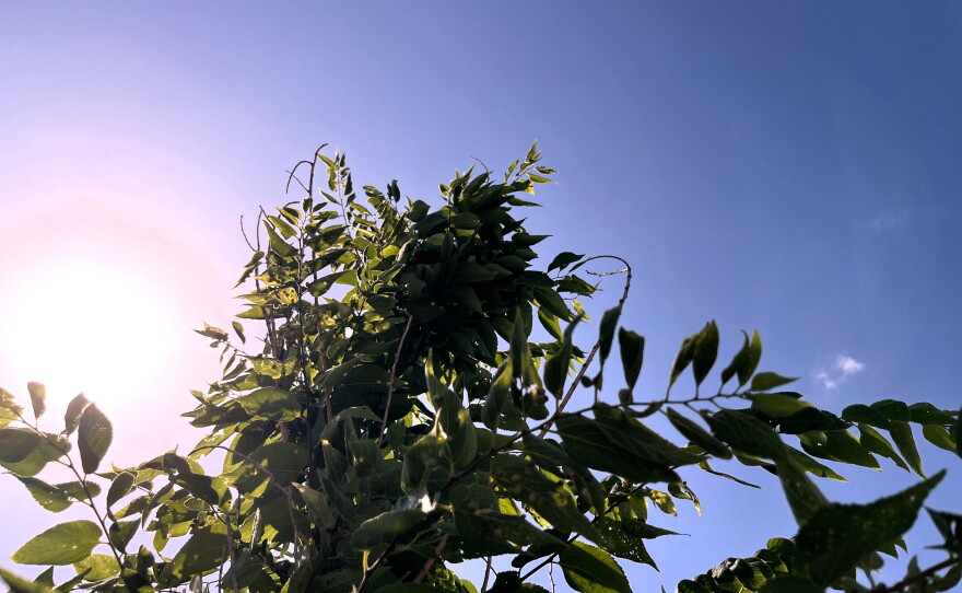 A bright sun in a blue sky shines on a green tree
