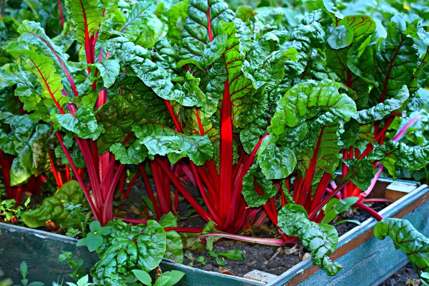 Swiss chard is just one of the many vegetables you can plant now to harvest and enjoy this fall.