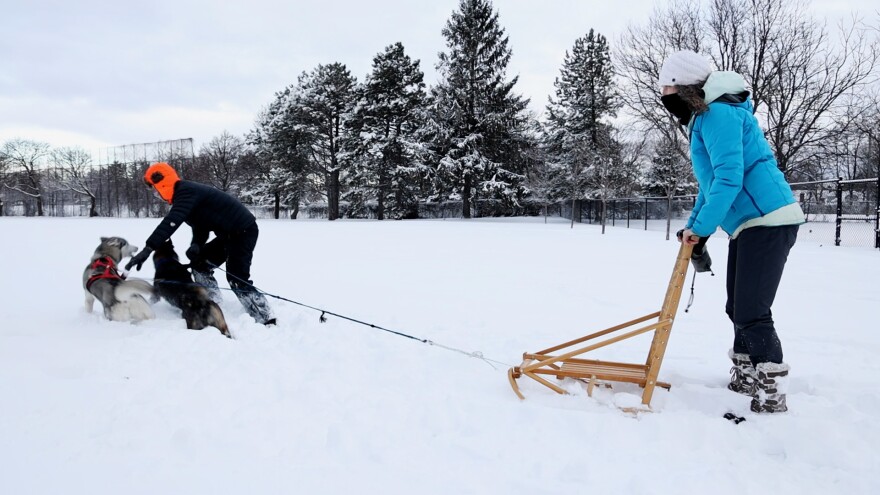 Pippa Kohn and her husband Ben Thompson and their dogs often visit Cobbs Hill park to dog sled.