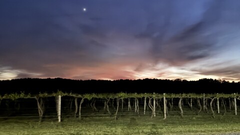 Layton's Chance Vineyard
