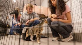 A calico, grey, white and beige cat looks to a woman's hand hopefully, perhaps smelling a cat treat. The woman is crouching and still, and next to her, a man is also crouching. The are both looking at the cat. 