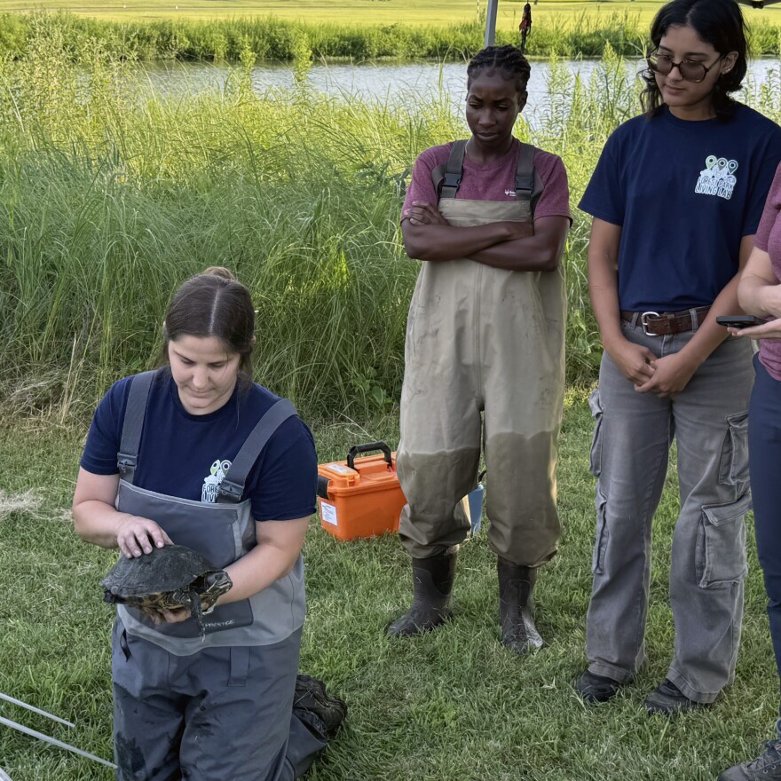 Researchers from the Institute for Conservation Medicine prepare to measure a turtle in Forest Park.