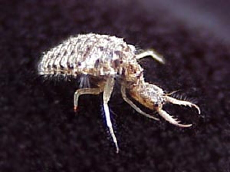 Ant-Lion