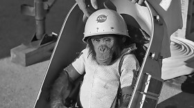 In January 1961, Ham became the first chimpanzee launched into space, proving a living creature could survive the extreme g-forces and weightlessness of suborbital flight.