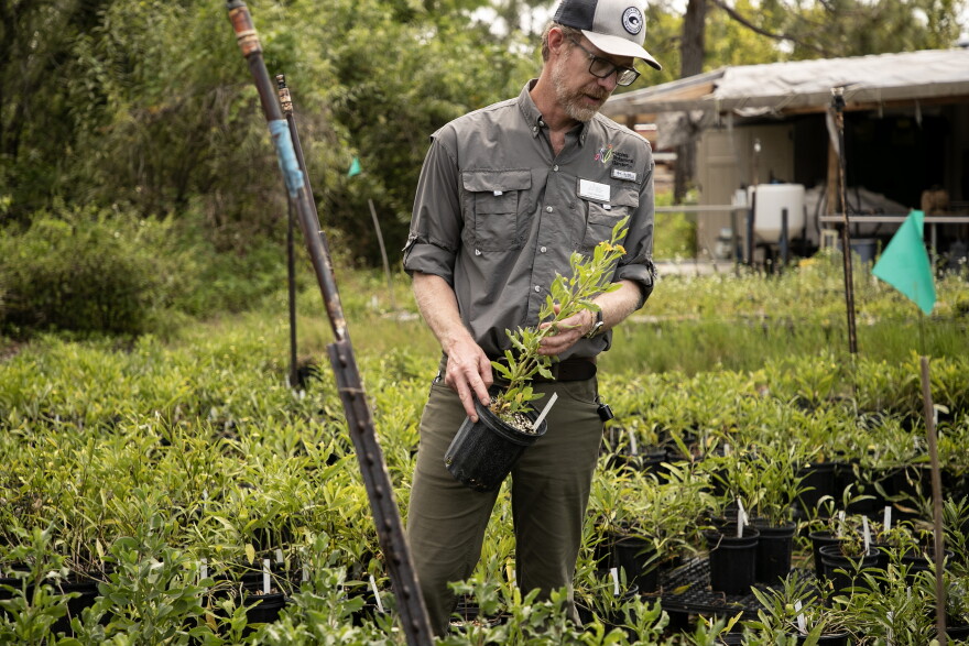 Chad Washburn, the Vice President of Conservation at the Naples Botanical Garden, shows some of the plants that the garden is growing as a part of their project to help restore beach vegetation. 