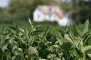 FILE - In this Sept. 7, 2018 file photo, soybean plants grow in a field in front of a farm house in Locust Hill, Va.