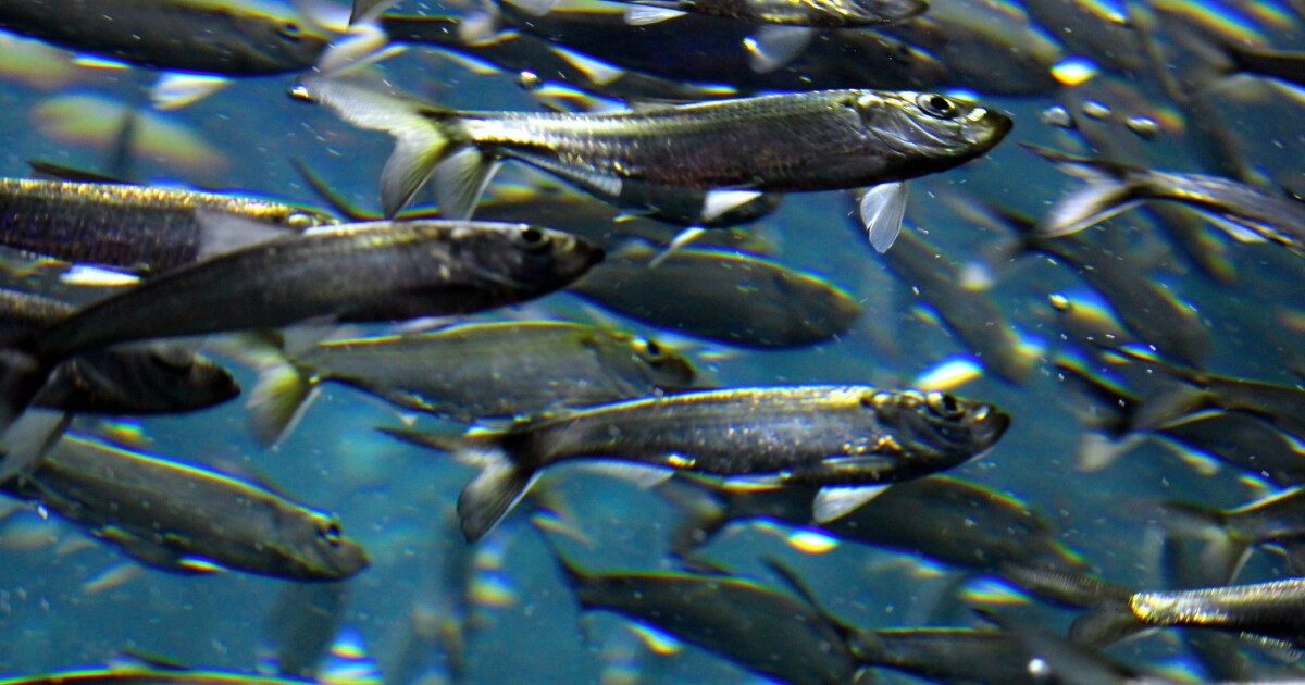Strong river herring, Atlantic salmon runs observed in Penobscot River