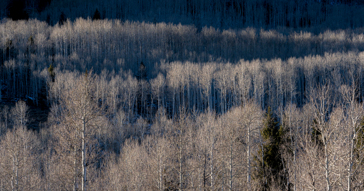 Fishlake National Forest in central Utah, photographed by the U.S. Forest Service on Oct. 30, 2019.