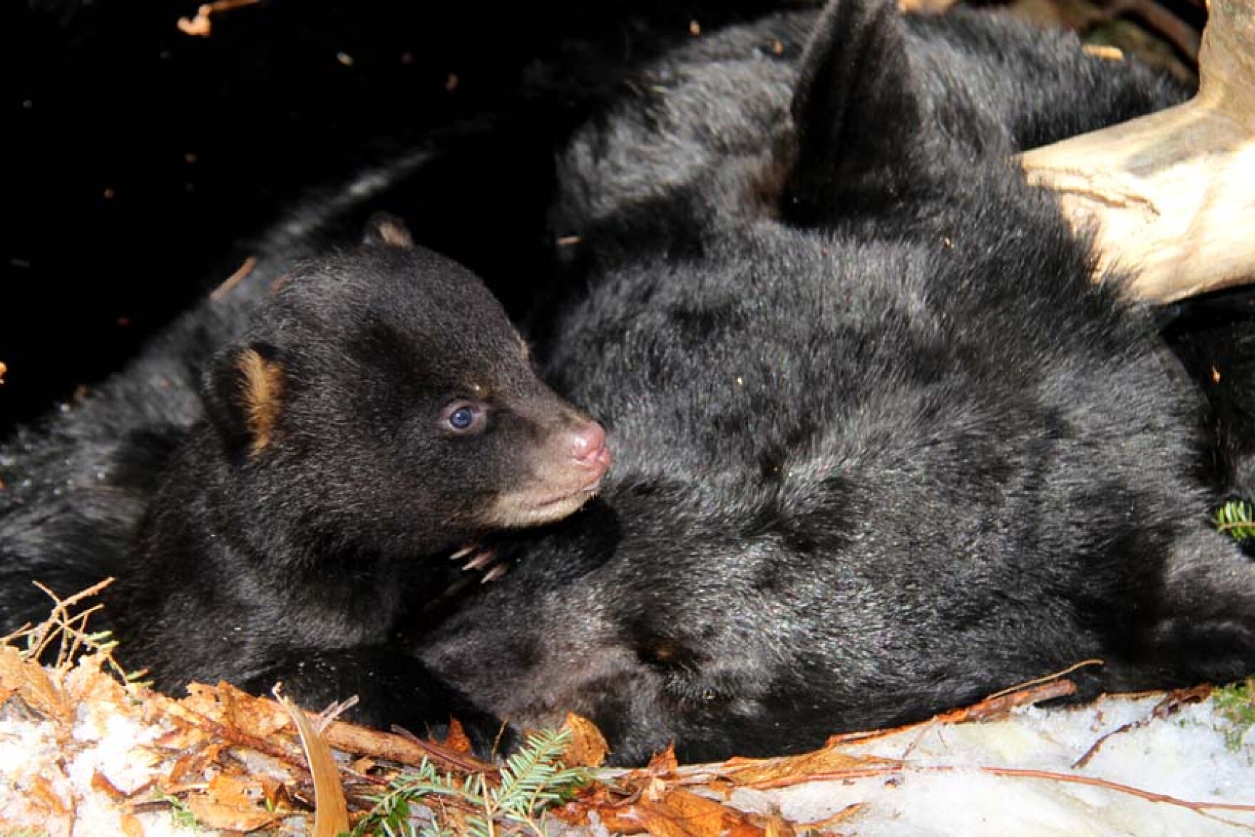 How Do Bears Sleep All Winter? Vermont Public