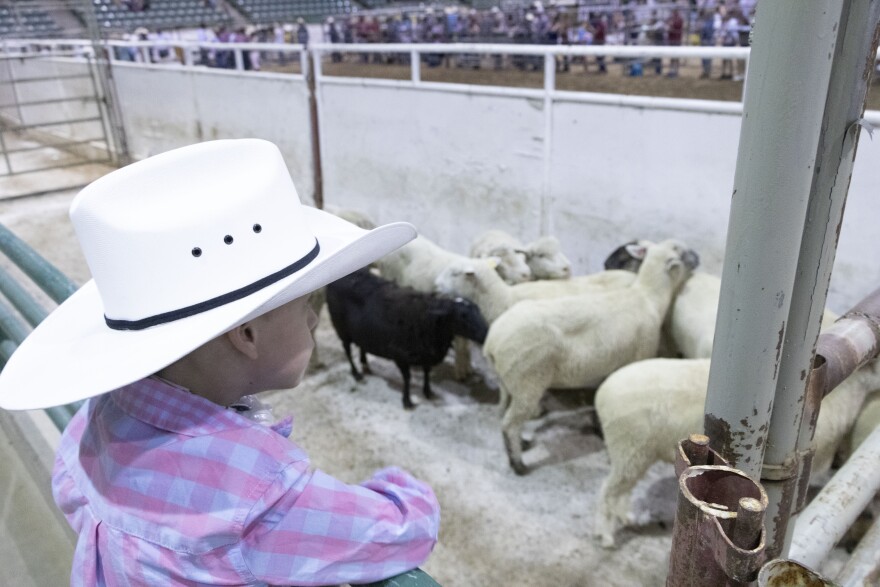 A boy in a cowboy hat looks at sheep.